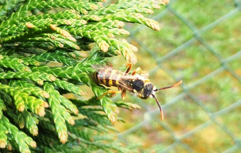 DSC00291 00.JPG - Dolgozzatok méhecskék!